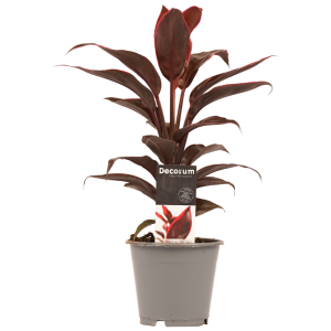 Decorum Mambo Kamerplant Gigant